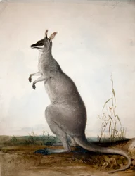 Macropus parryi, 1834